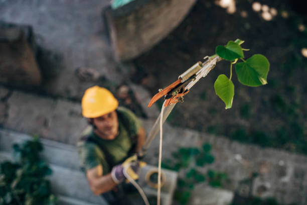 How Our Tree Care Process Works  in Flandreau, SD